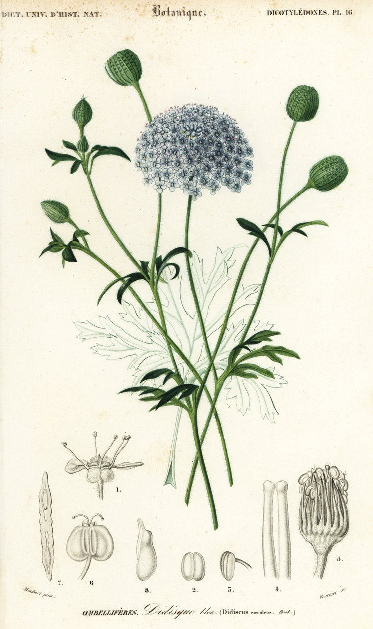Kék csipkevirág, Trachymene coerulea. ,1849 (metszet) alkotó: Louis Joseph Edouard Maubert