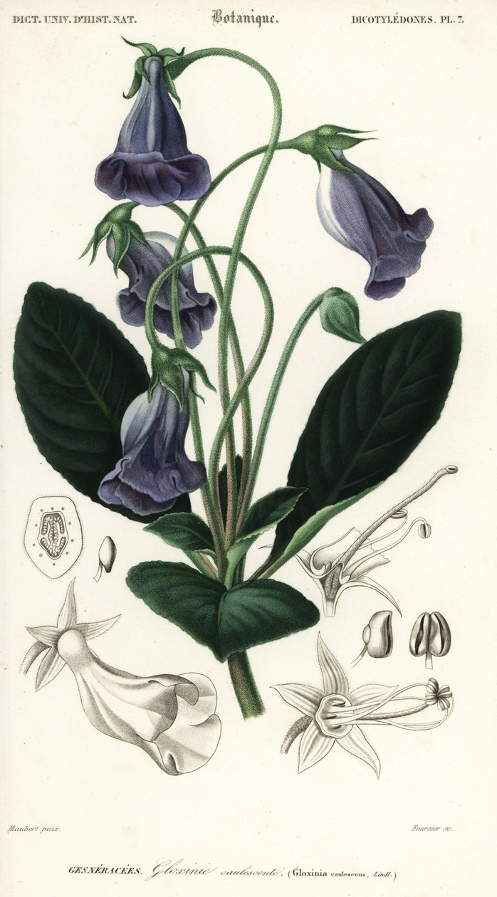 Brazil gloxinia, Sinningia speciosa., 1849 (metszet) alkotó: Louis Joseph Edouard Maubert