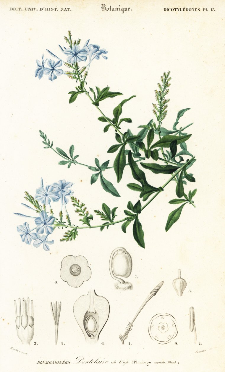 Cape ólomfű, Plumbago auriculata, 1849 (metszet) alkotó: Louis Joseph Edouard Maubert