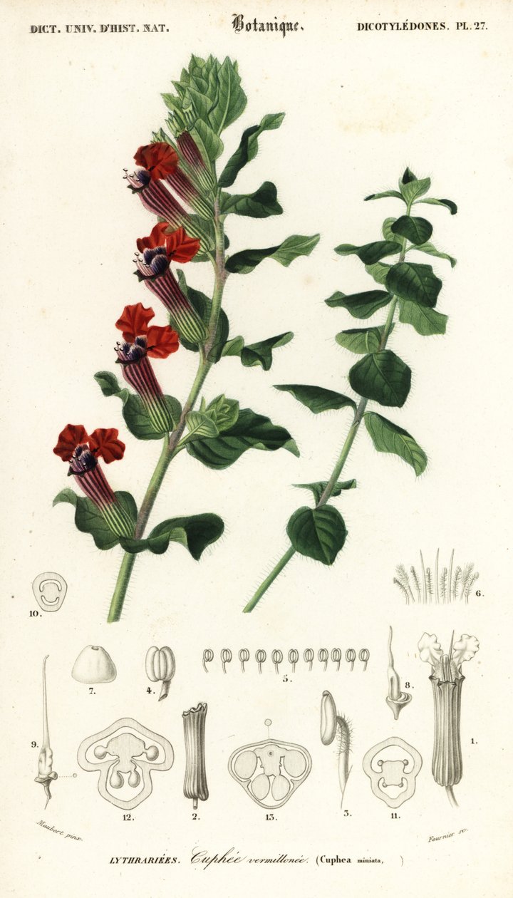 Szivarnövény, Cuphea llavea. ,1849 (metszet) alkotó: Louis Joseph Edouard Maubert