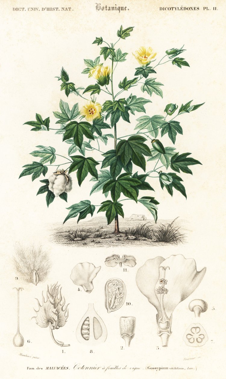 Gyapotnövény, Gossypium barbadense., 1849 (metszet) alkotó: Louis Joseph Edouard Maubert