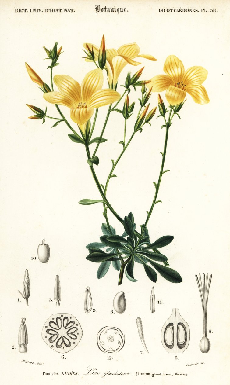 Len, Linum campanulatum., 1849 (metszet) alkotó: Louis Joseph Edouard Maubert