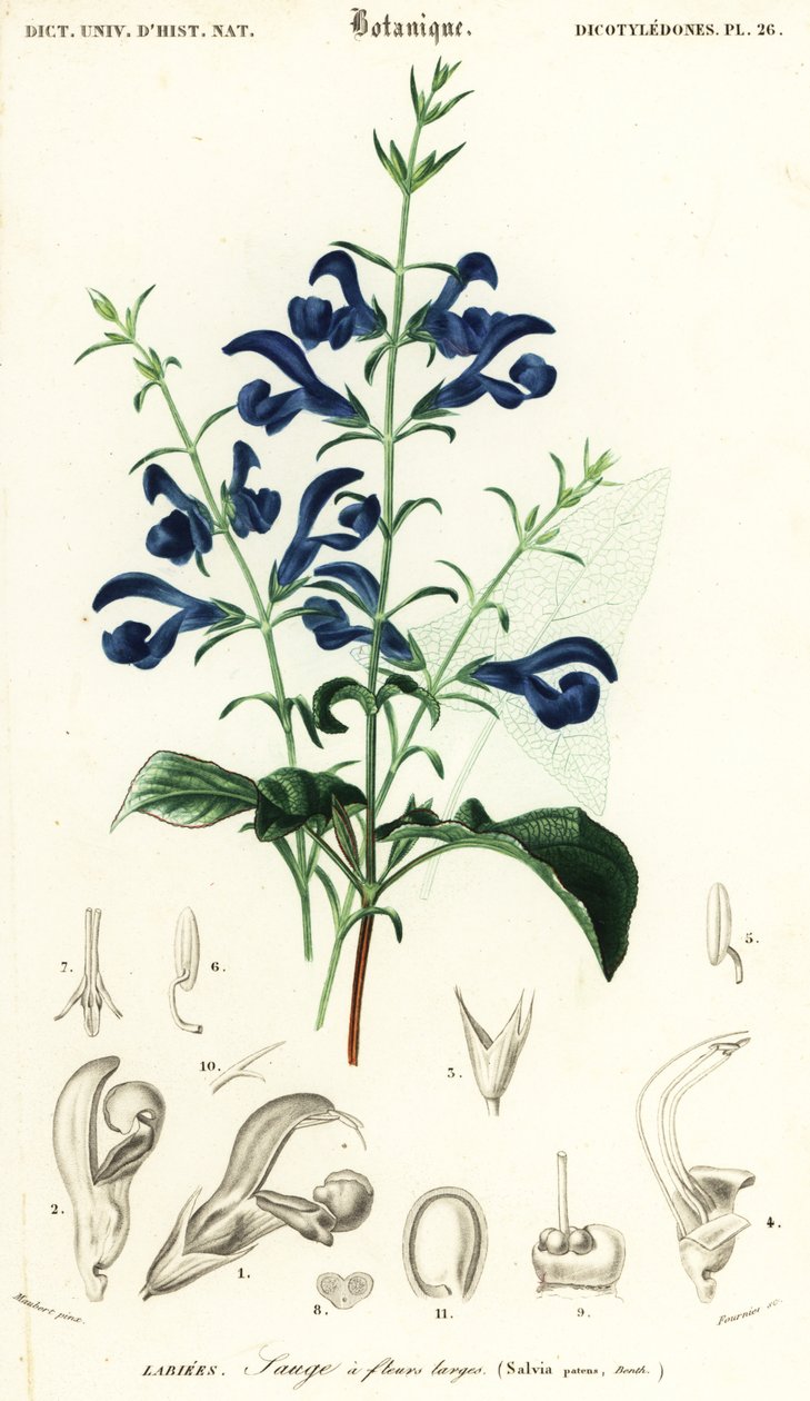 Gentián zsálya vagy terítőzsálya, Salvia patens., 1849 (metszet) alkotó: Louis Joseph Edouard Maubert