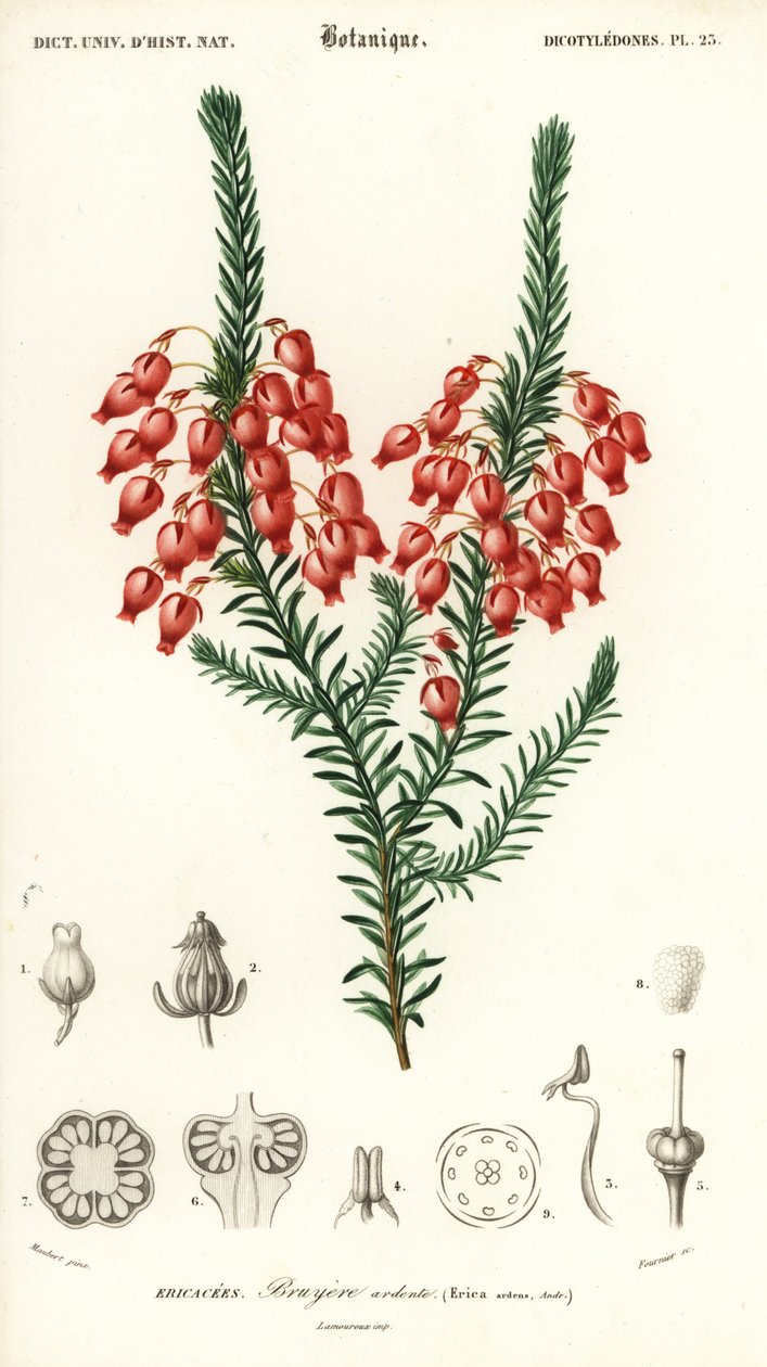 Ragyogó fenyő, Erica ardens. ,1849 (metszet) alkotó: Louis Joseph Edouard Maubert