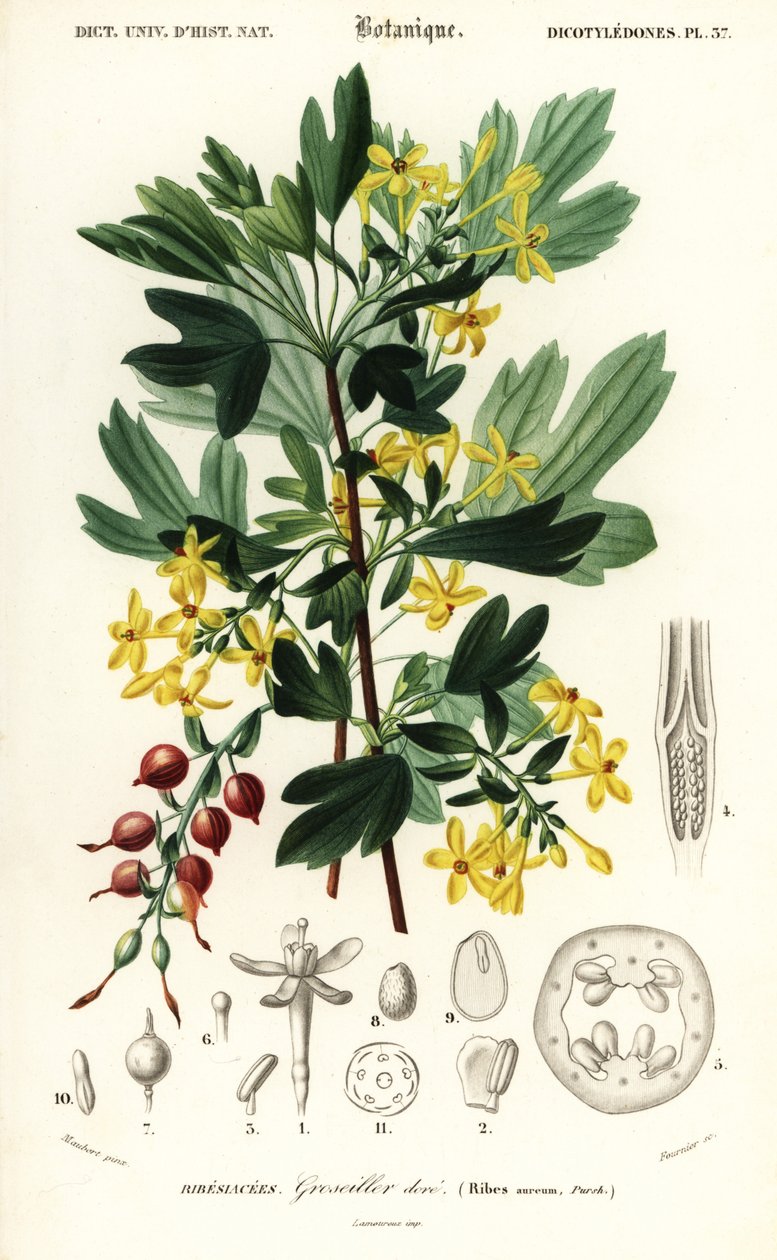 Arany ribizli, arany ribizli. , 1849 (metszet) alkotó: Louis Joseph Edouard Maubert