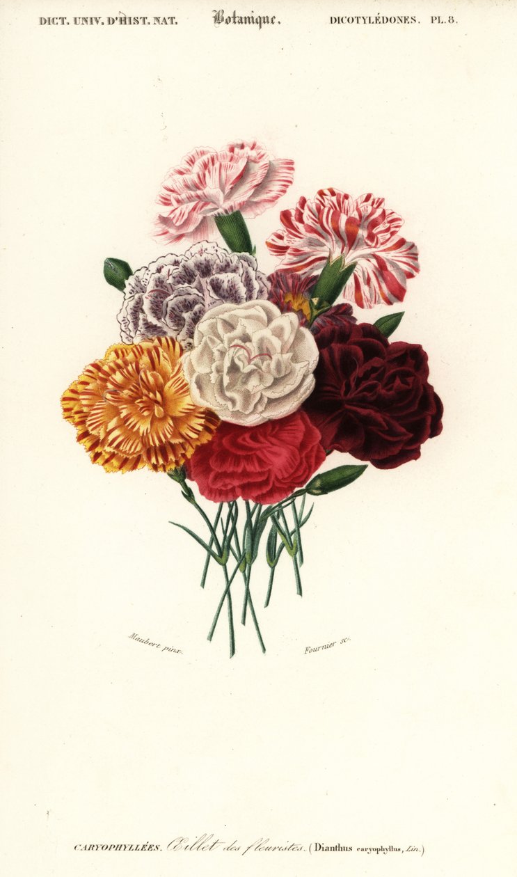 Szegfű csoport, Dianthus caryophyllus. ,1849 (metszet) alkotó: Louis Joseph Edouard Maubert