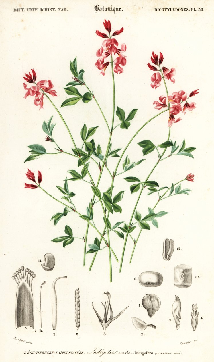 Indigó növény, Indigofera fekvő. ,1849 (metszet) alkotó: Louis Joseph Edouard Maubert