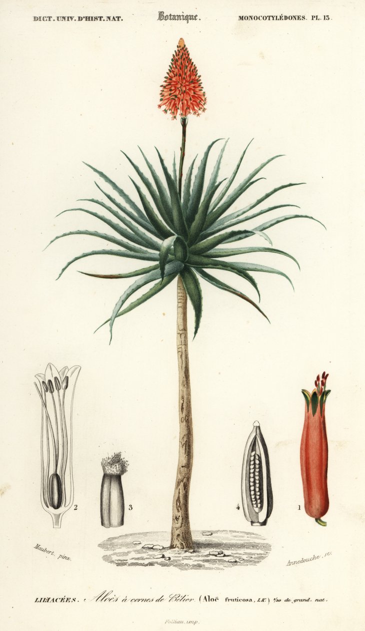 Krantz aloe, Aloe arborescens., 1849 (metszet) alkotó: Louis Joseph Edouard Maubert