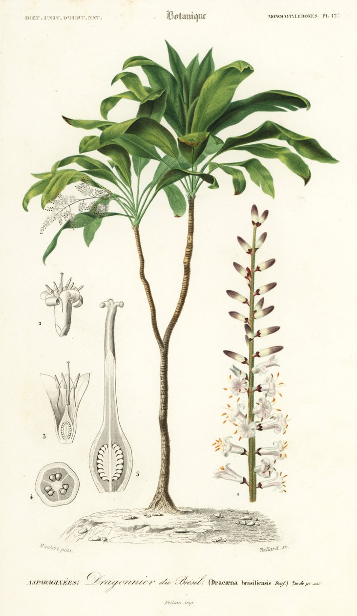 Pálmaliliom, Cordyline fruticosa., 1849 (metszet) alkotó: Louis Joseph Edouard Maubert