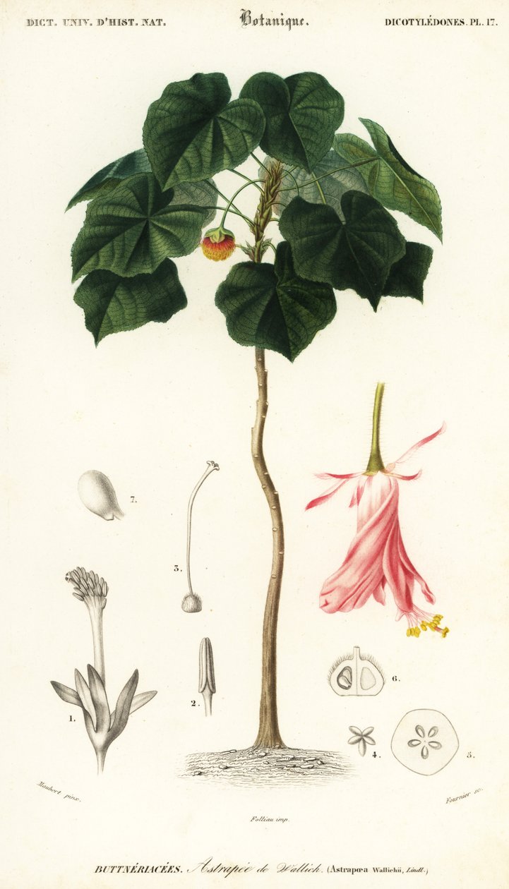 Pinkball, Dombeya wallichii. ,1849 (metszet) alkotó: Louis Joseph Edouard Maubert