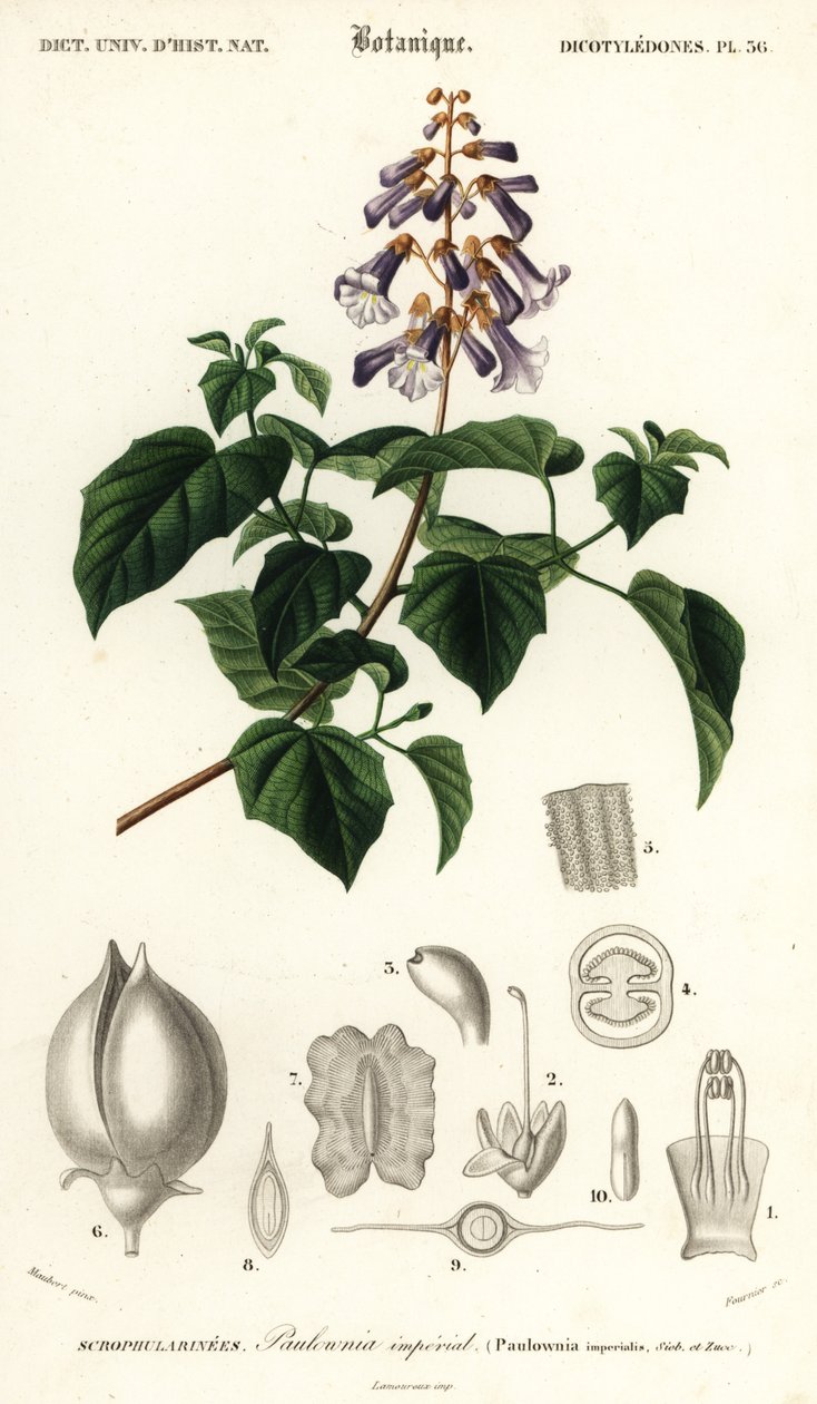 Hercegnőfa, császárné fa vagy gyűszűvirágfa, Paulownia tomentos, 1849 (metszet) alkotó: Louis Joseph Edouard Maubert