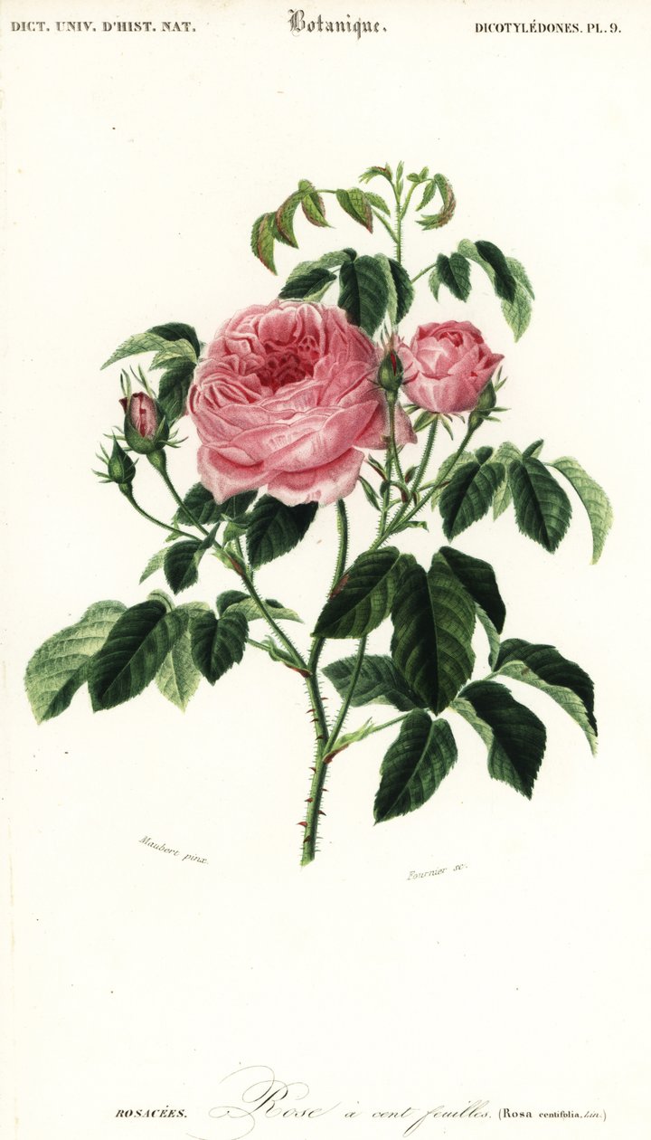 Provence rózsa, Rosa x centifolia., 1849 (metszet) alkotó: Louis Joseph Edouard Maubert