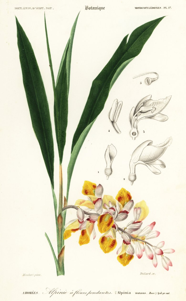 Kagylóvirág, Alpinia nutans. ,1849 (metszet) alkotó: Louis Joseph Edouard Maubert