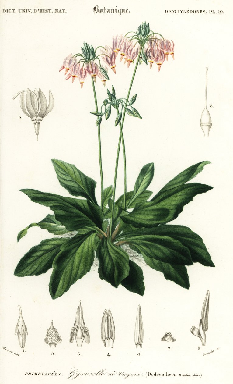 Hullócsillag vagy keleti hullócsillag, Dodecatheon meadia. ,1849 (metszet) alkotó: Louis Joseph Edouard Maubert