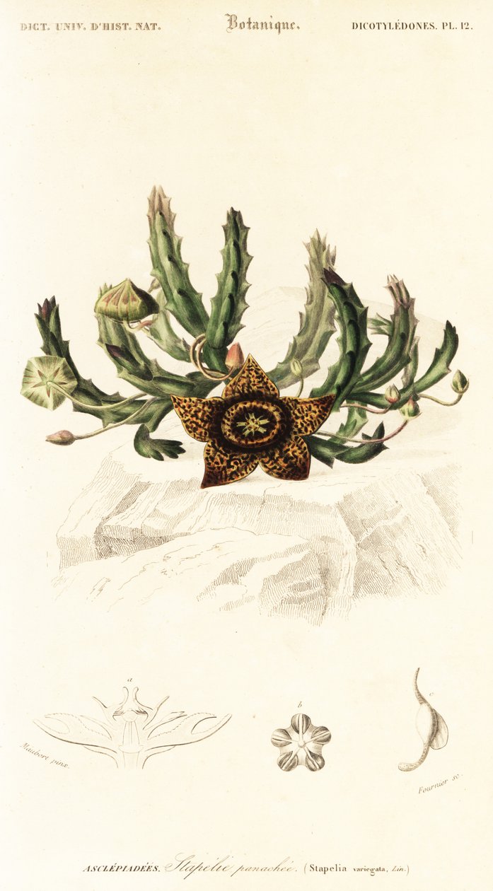 Csillagvirág, Orbea variegata., 1849 (metszet) alkotó: Louis Joseph Edouard Maubert