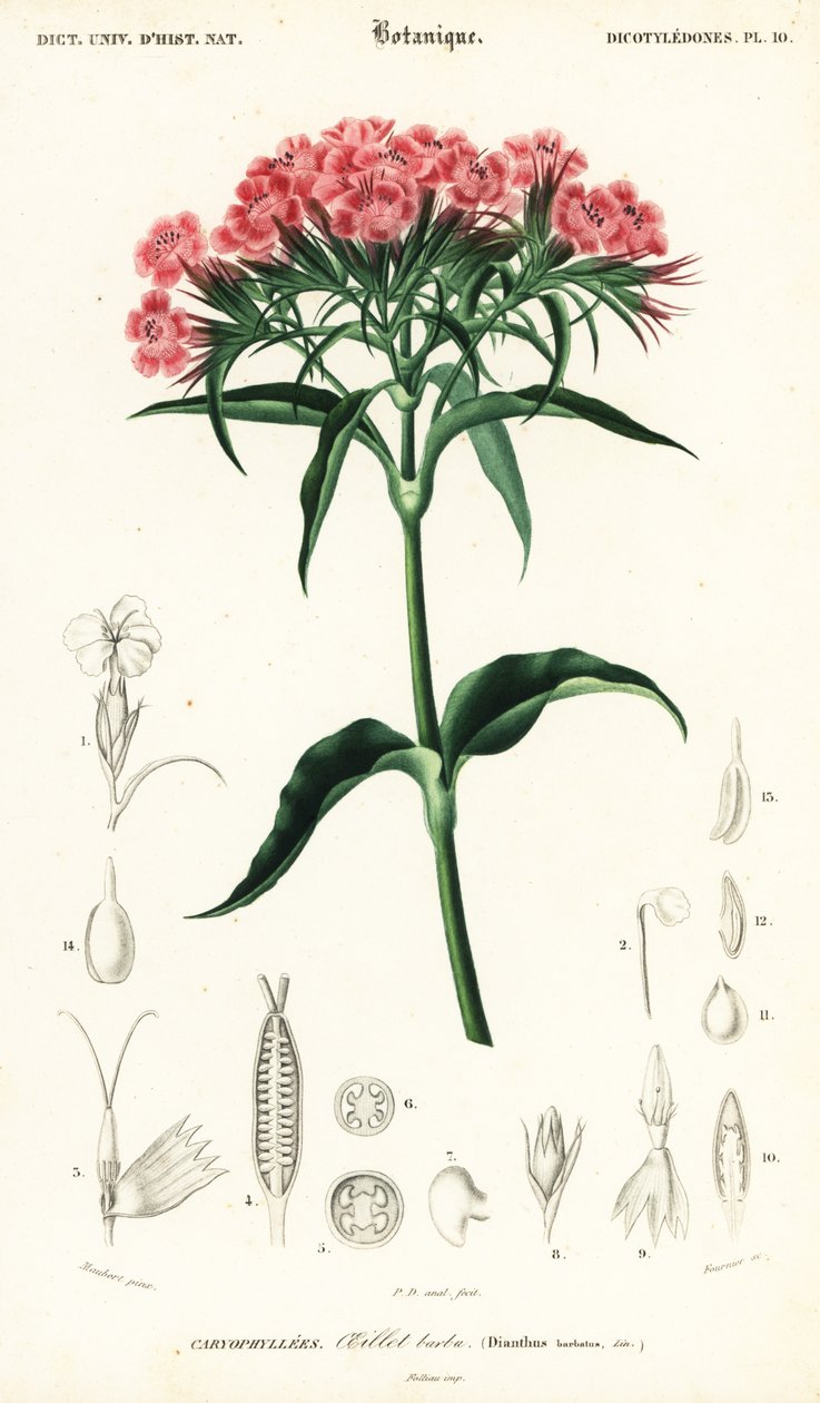 Édes Vilmos, Dianthus barbatus., 1849 (metszet) alkotó: Louis Joseph Edouard Maubert