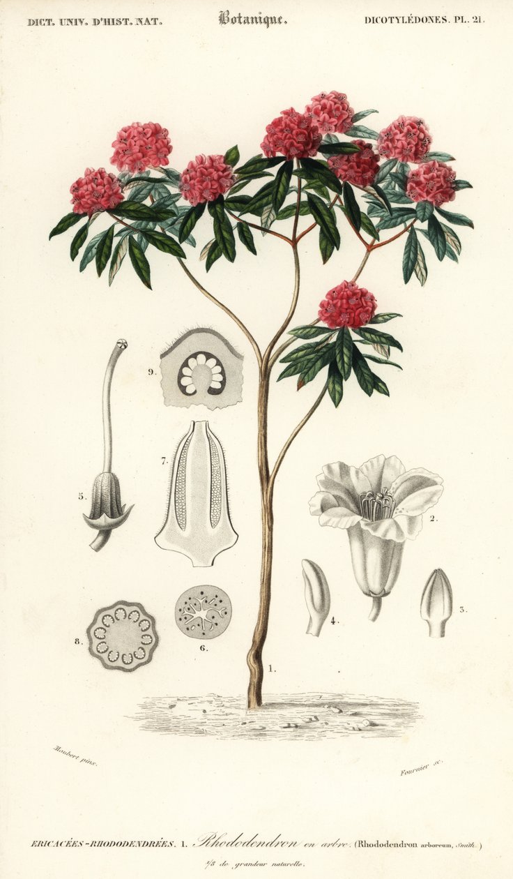 Fa rododendron, Rhododendron arboreum. ,1849 (metszet) alkotó: Louis Joseph Edouard Maubert