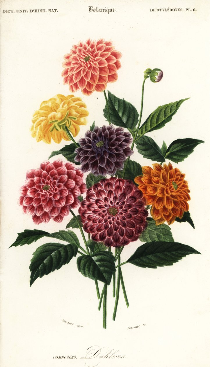 Kerti dáliák fajtái, Dahlia pinnata, 1849 (metszet) alkotó: Louis Joseph Edouard Maubert