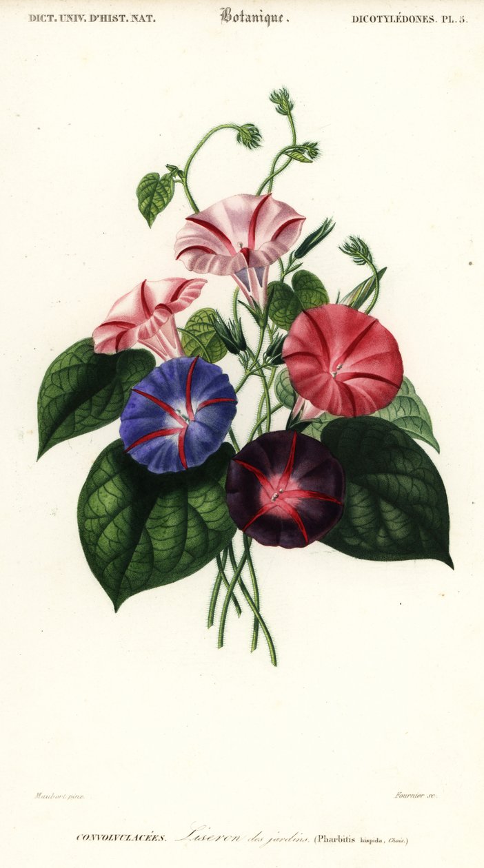 A hajnali dicsőség fajtái, Pharbitis hispida., 1849 (metszet) alkotó: Louis Joseph Edouard Maubert