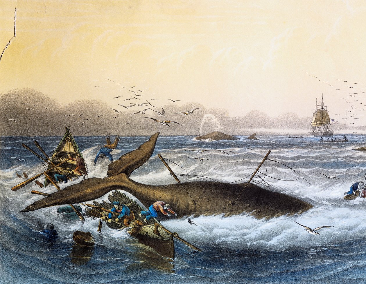 Bálnavadászat a déli tengeren, Louis Lebreton színes litográfiája (meghalt 1866-ban) alkotó: Louis Le Breton