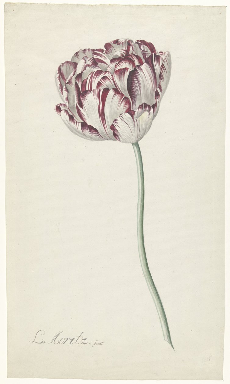 Tulipán alkotó: Louis Moritz