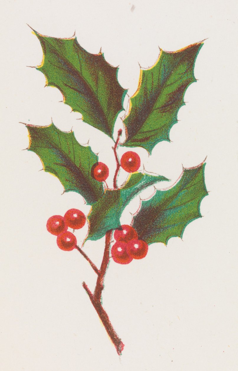 Holly, 1862. alkotó: Louis Prang