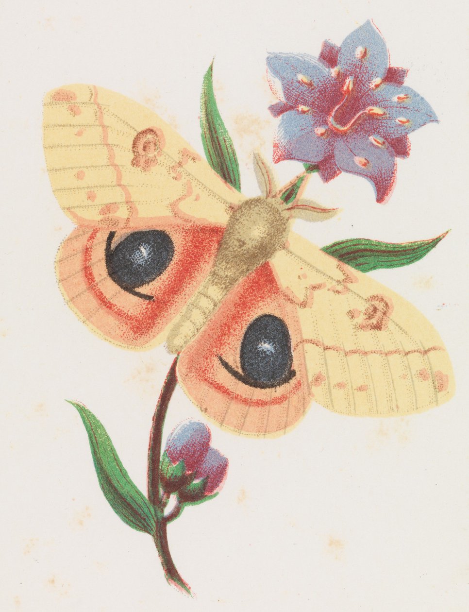 Kénes pávamoly, 1862. alkotó: Louis Prang