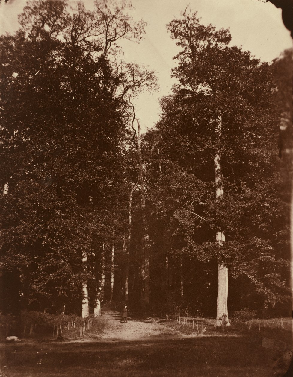 Erdő Saint-Cloudban alkotó: Louis Rémy Robert