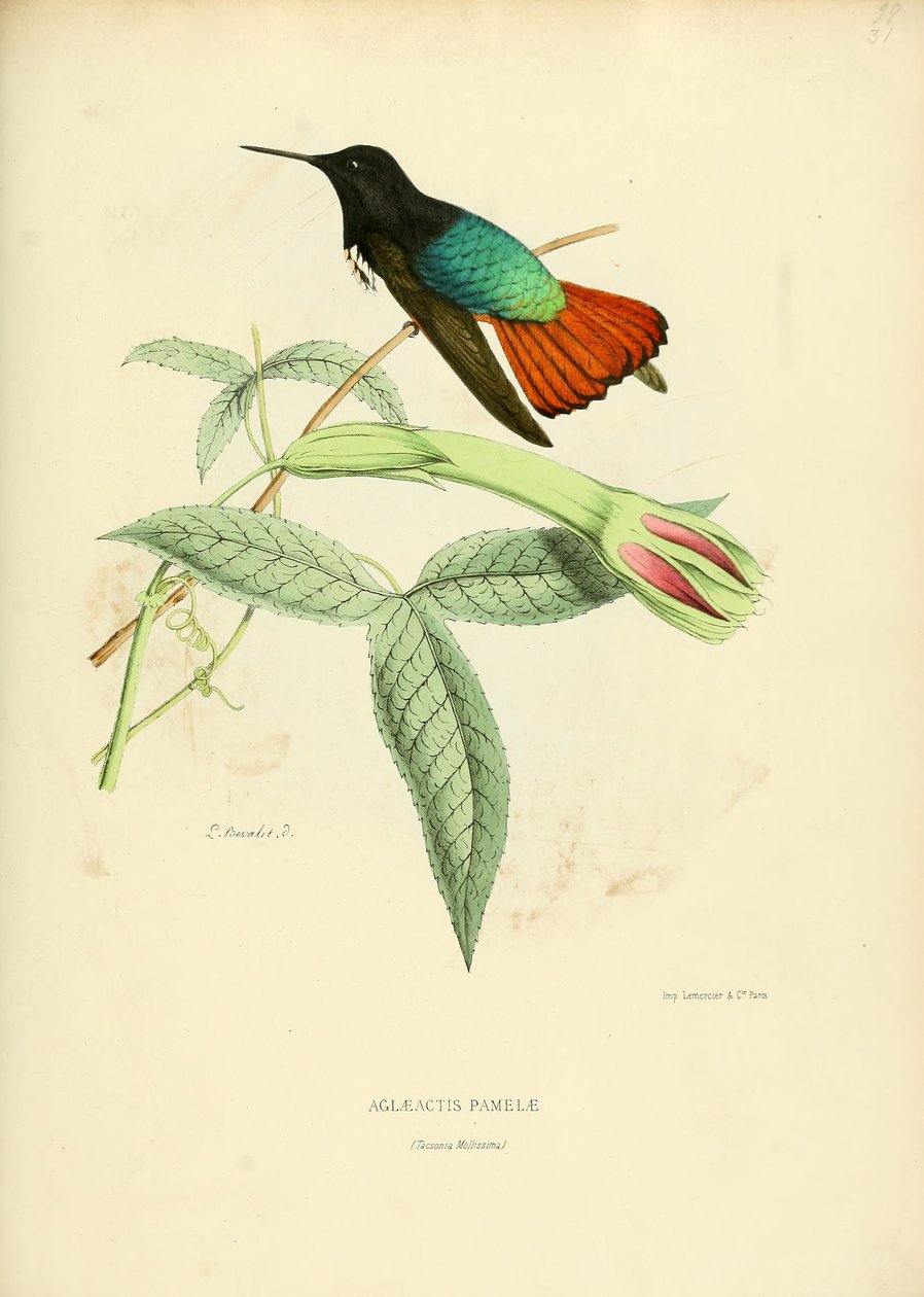 Aglaeactis pamelae alkotó: Louis Victor Bevalet