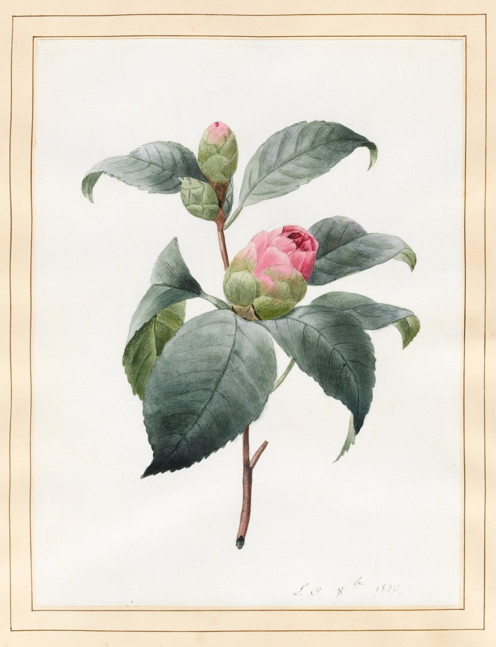 Camellia, 1826 (wc pergamen) alkotó: Louise DOrleans