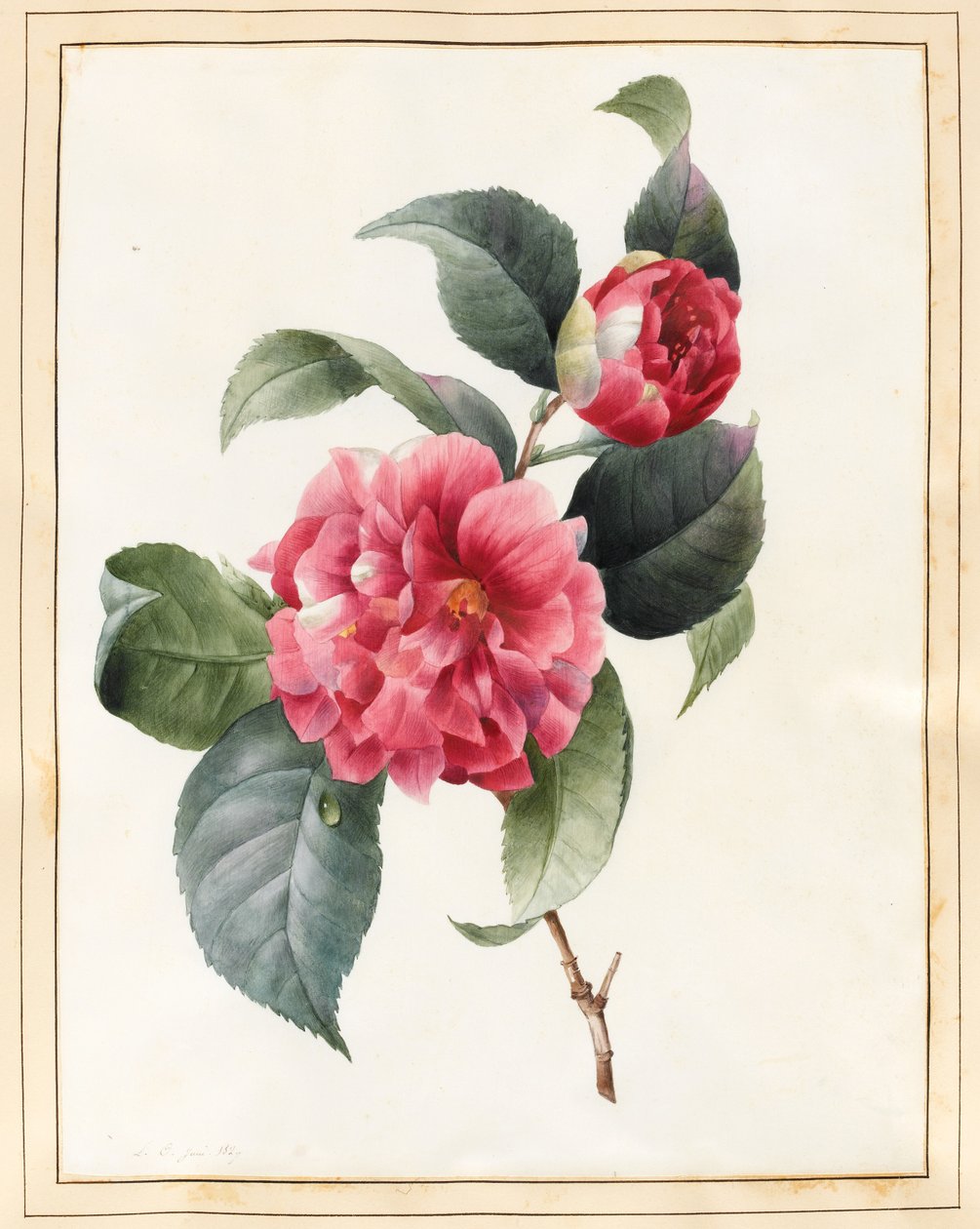 Kamélia, 1827 (wc némi testszínnel, pergamen) alkotó: Louise DOrleans