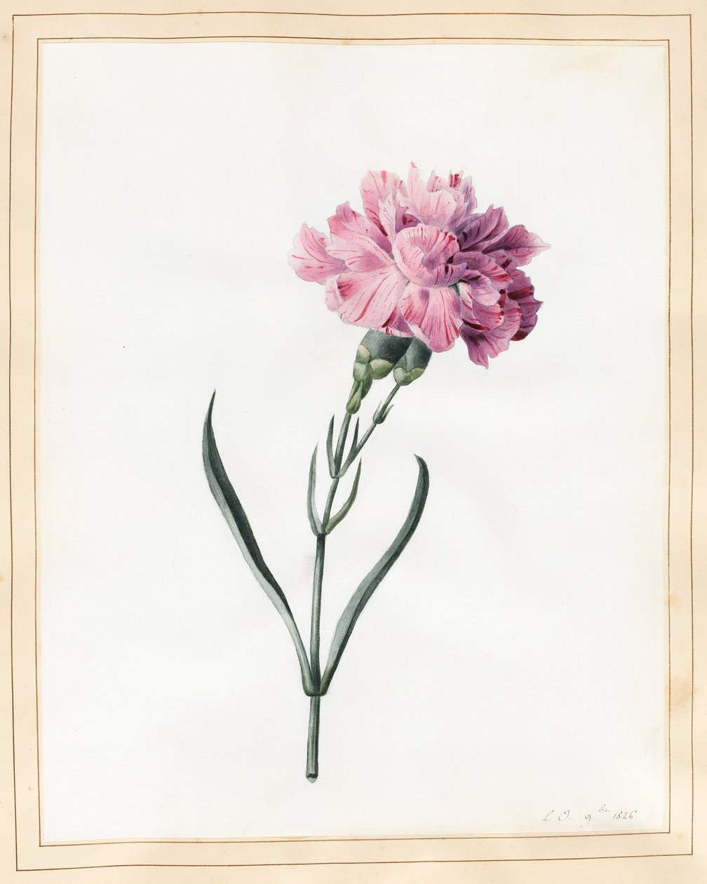Szegfű, 1826 (wc pergamen) alkotó: Louise DOrleans