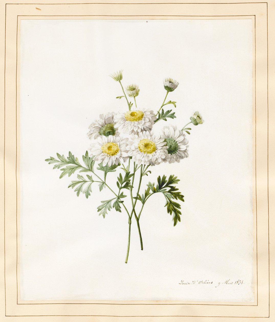 Krizantém parthenium (legénygombok), 1831. alkotó: Louise DOrleans