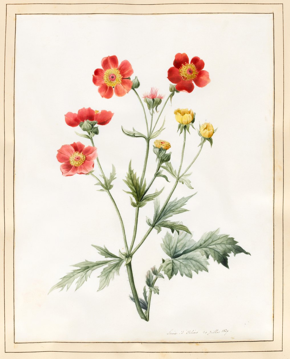 Kompozit, 1827 (wc némi karosszériaszínnel) alkotó: Louise DOrleans