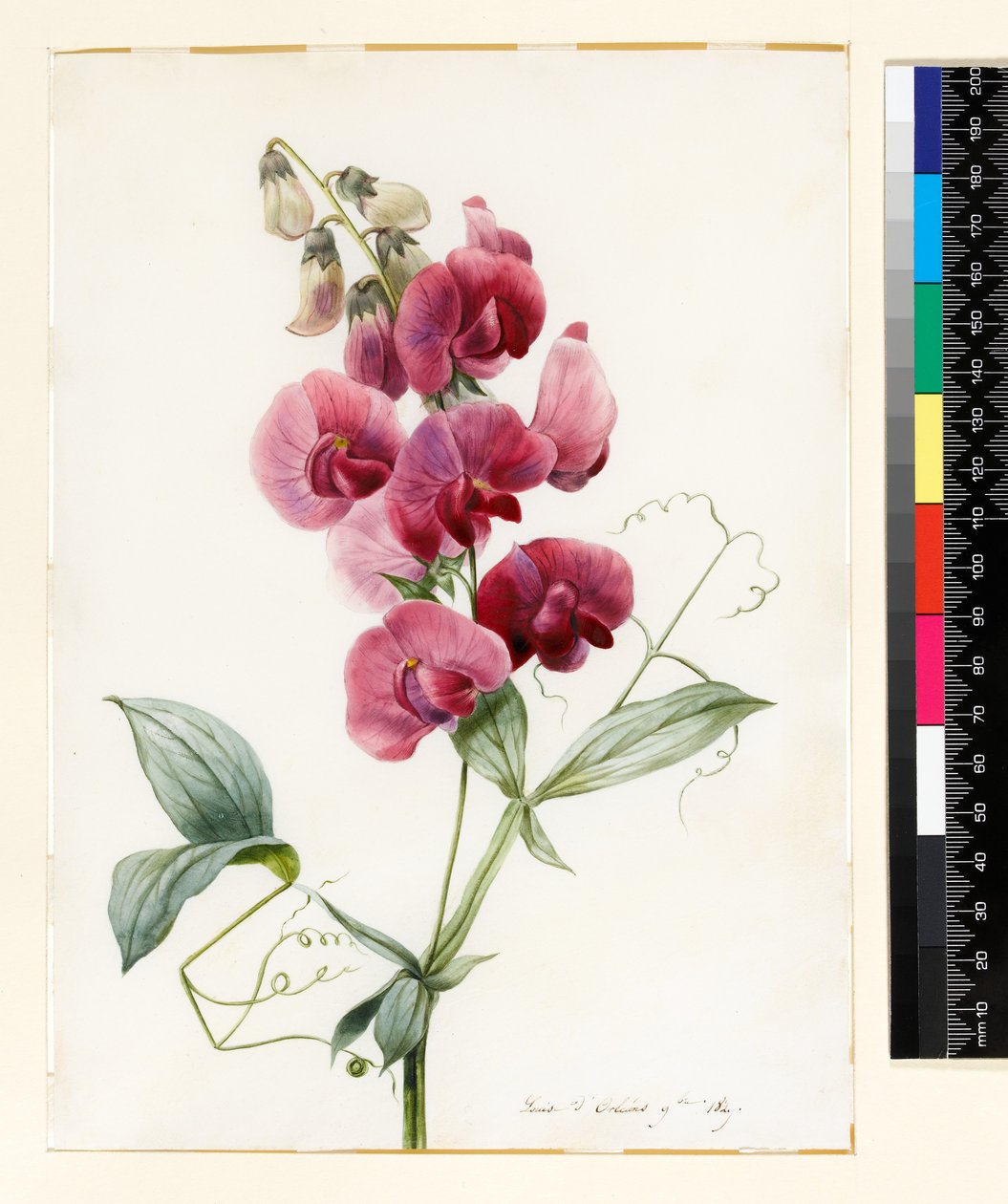 Lathyrus latifolius (örök borsó) alkotó: Louise DOrleans