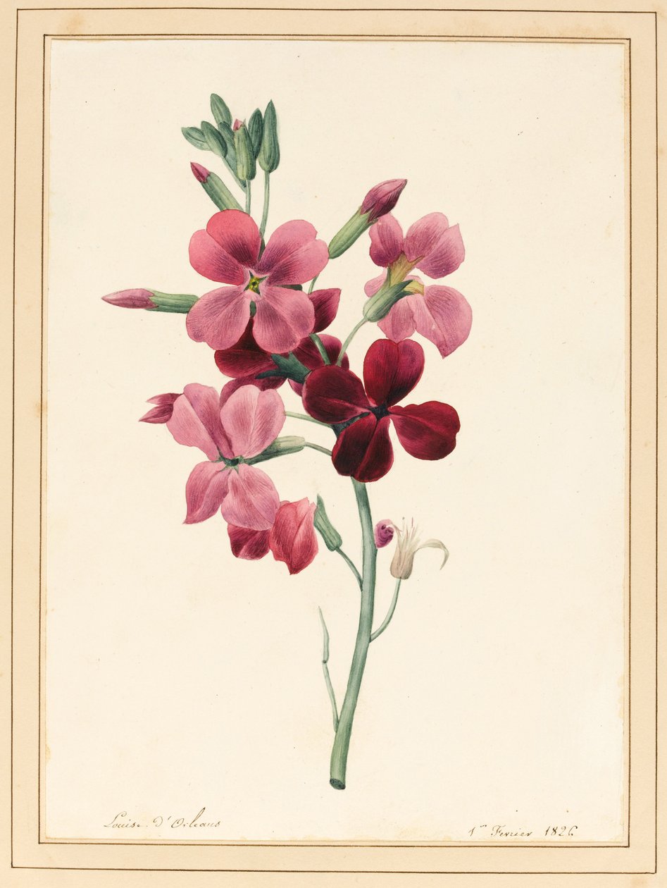 Matthiola, Stock, 1826 (wc némi testszínnel papíron) alkotó: Louise DOrleans