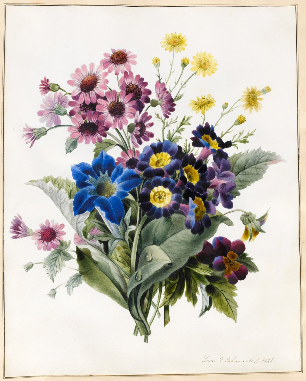 Vegyes virágok, Aster sp., Auricula, Ragwort, Viola, Campanula, Gentiana Acaulis, 1828 (wc némi testszínnel pergamen) alkotó: Louise DOrleans