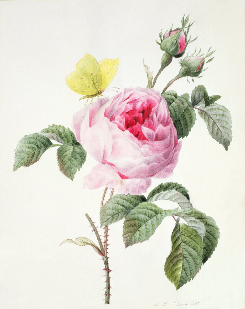 PD.107-1973.f11 Rózsaszín rózsa bimbóval és kénköves pillangóval, 1826 alkotó: Louise DOrleans