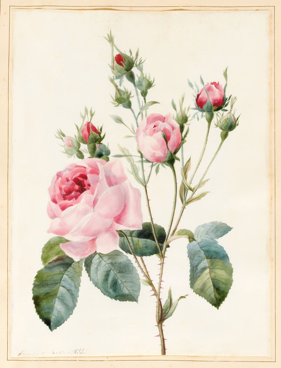 Rózsaszín rózsa és bimbók, 1832 (wc némi testszínnel pergamen) alkotó: Louise DOrleans