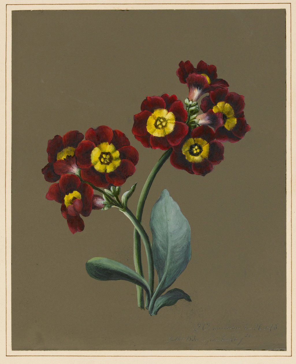 Piros Primula Auricula, 1830 (wc és testszín papíron előkészített talajjal) alkotó: Louise DOrleans