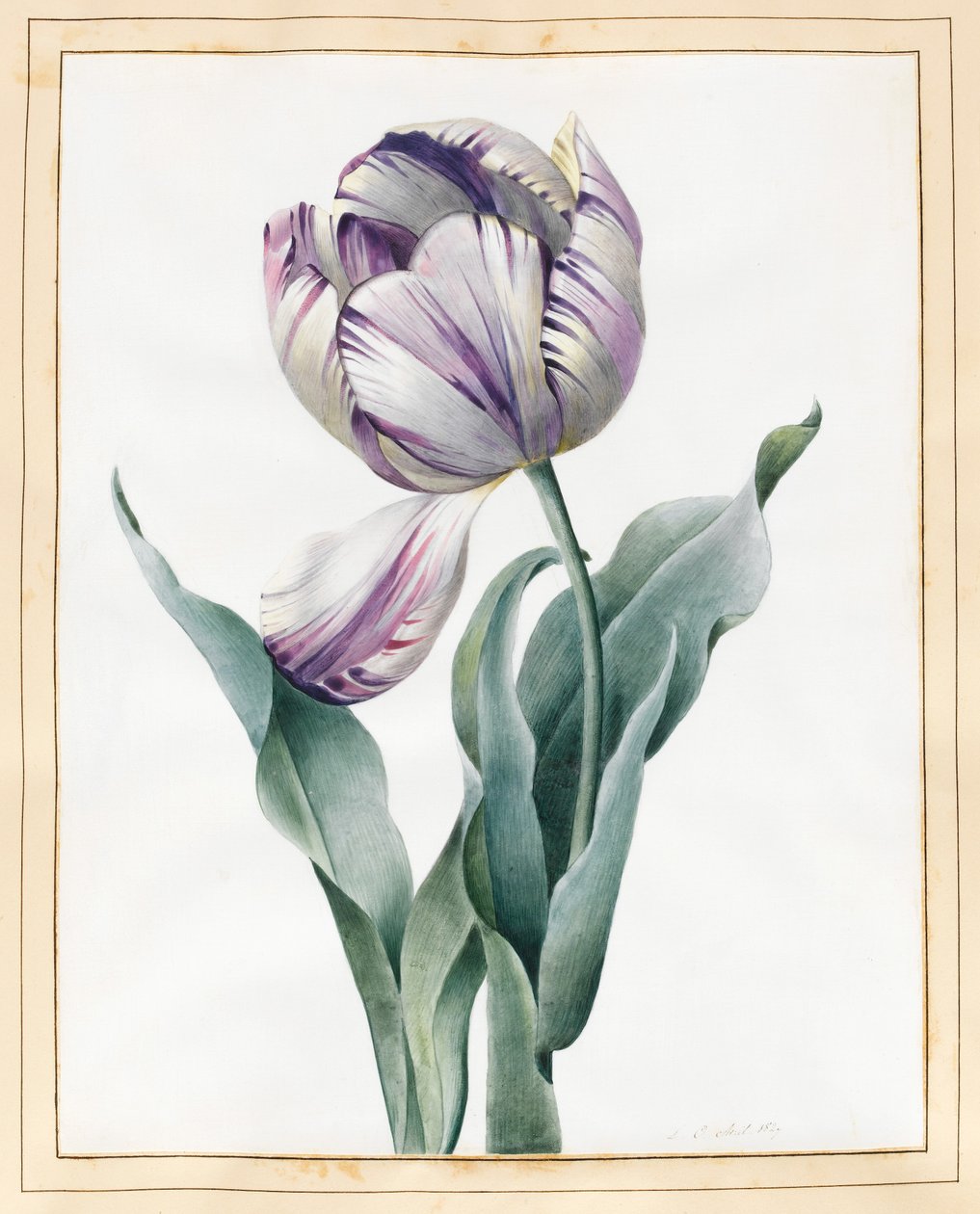 Rembrandt tulipán, 1827 (grafit és wc, némi testszín pergelyen) alkotó: Louise DOrleans