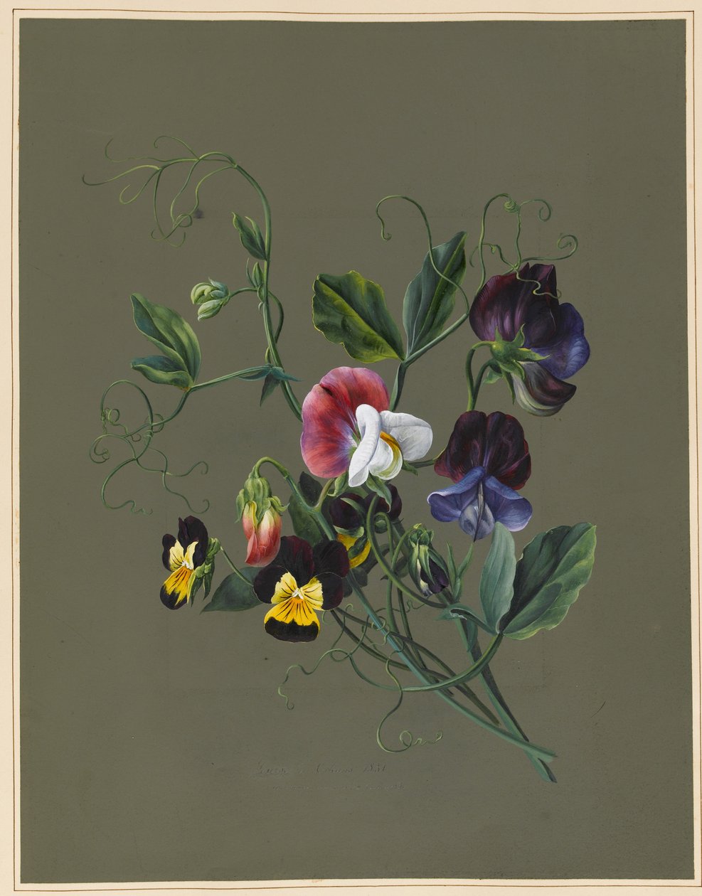 Édesborsó (Quitro) és viola, 1830 (wc és testszín, előkészített alapon papírra) alkotó: Louise DOrleans
