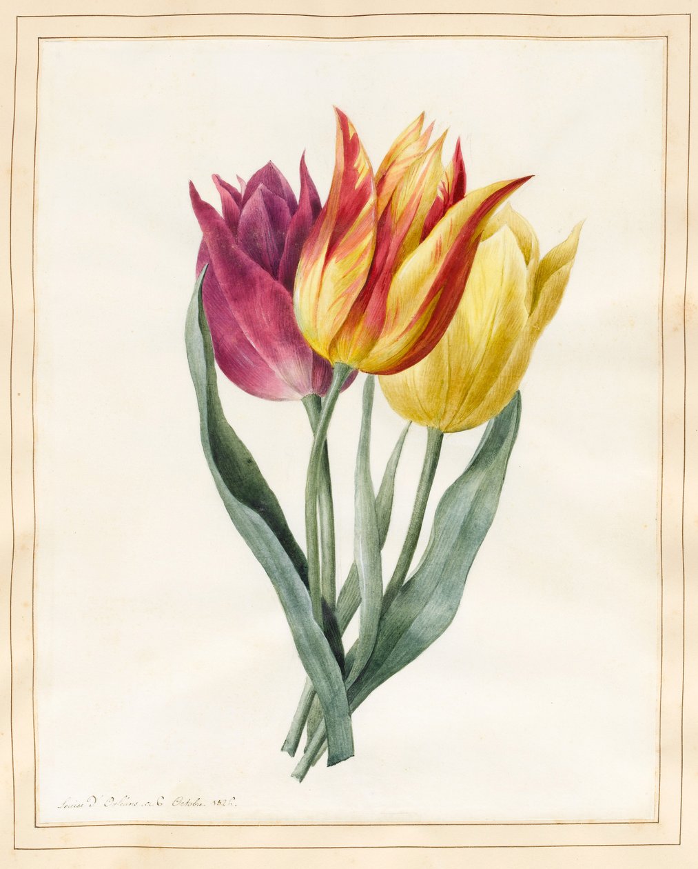 Három liliom tulipán (wc némi testszínnel pergamen) alkotó: Louise DOrleans