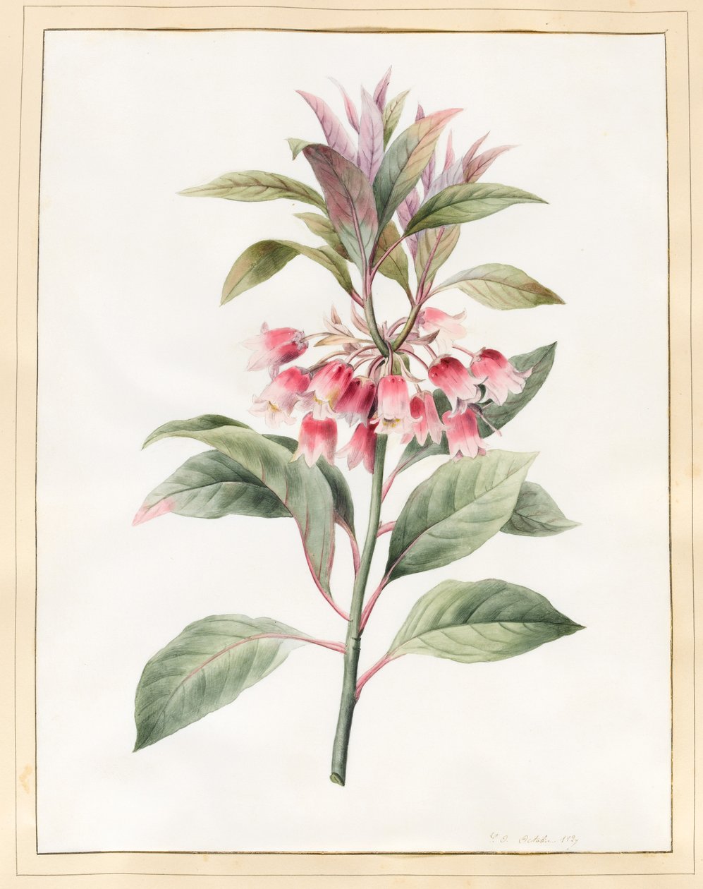 Névtelen, 1827 (wc pergamen) alkotó: Louise DOrleans