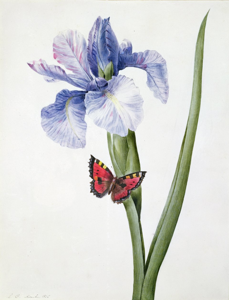 f.10 Kék írisz pillangóval (Spuria), 1826 alkotó: Louise DOrleans