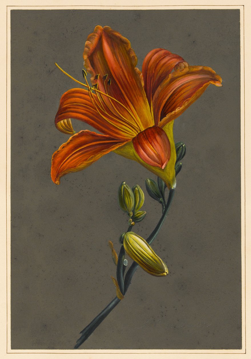 Hemerocallis (Daylily), 1830 (testszín papíron, előkészített talajjal) alkotó: Louise DOrleans
