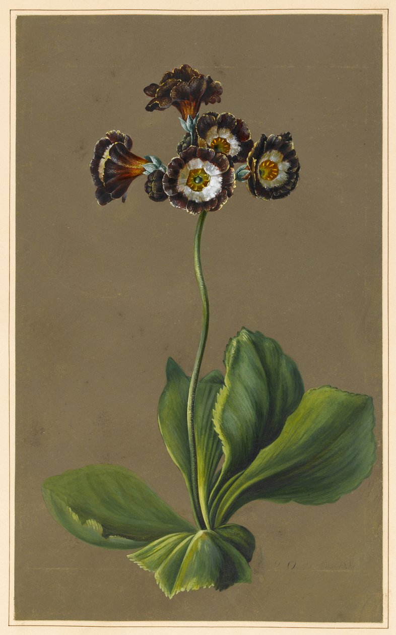Hibrid Auricula, 1830 (testszín papíron előkészített alapozással) alkotó: Louise DOrleans