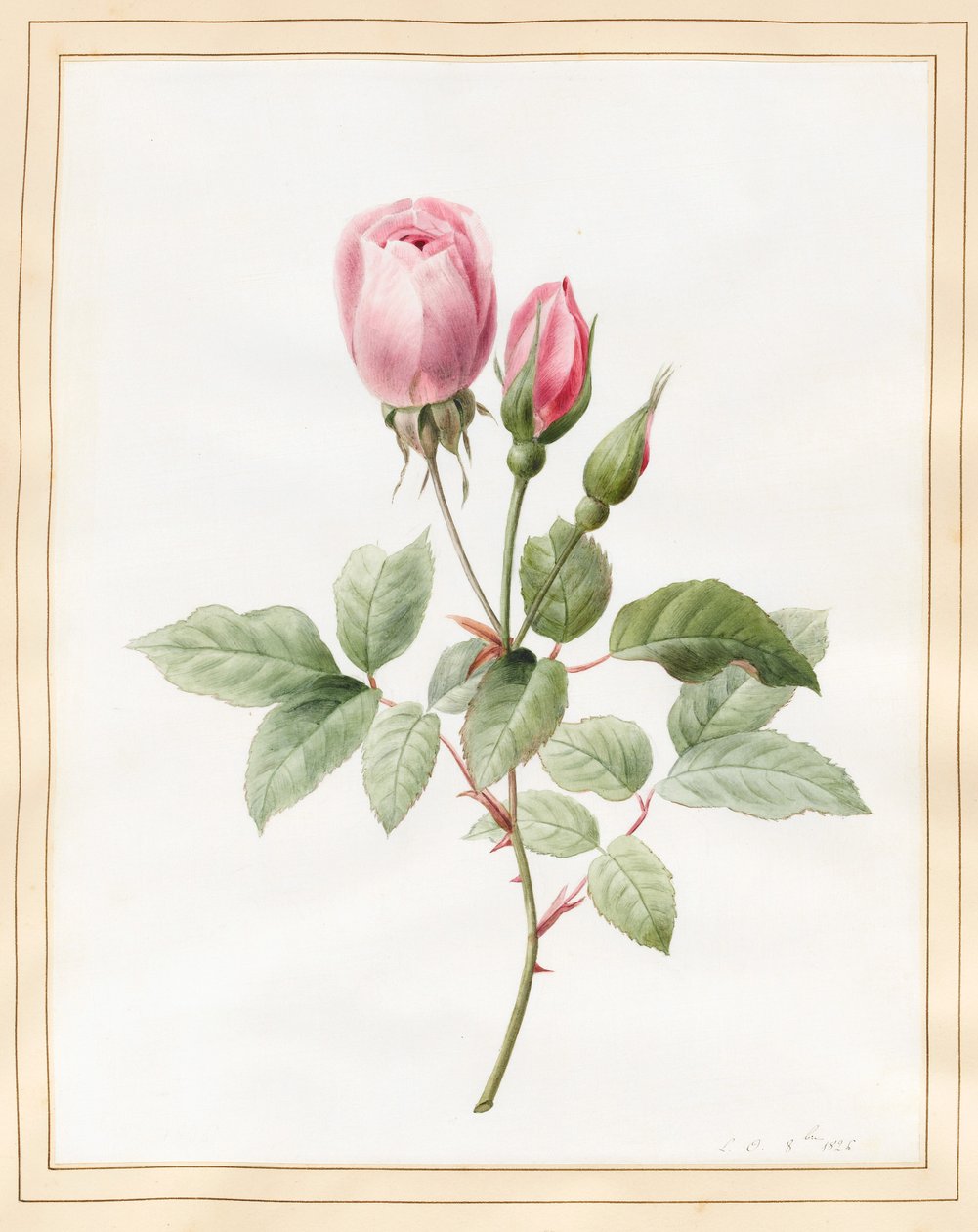 Rózsaszín rózsa és bimbók, 1826 (wc némi testszínnel pergamen) alkotó: Louise DOrleans