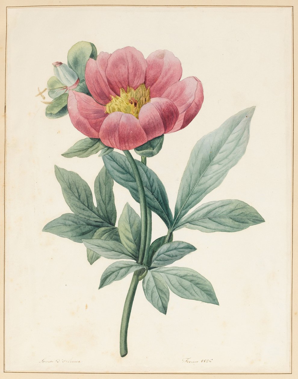 Poconia Mascula, Herbacious, 1826 alkotó: Louise DOrleans