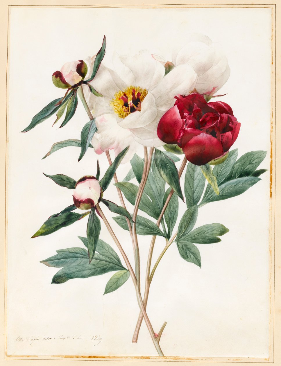 Piros és fehér lágyszárú pipacsok, 1829 (wc némi testszínnel, pergamenre) alkotó: Louise DOrleans